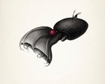 Vampire Squid Png Image Clipart