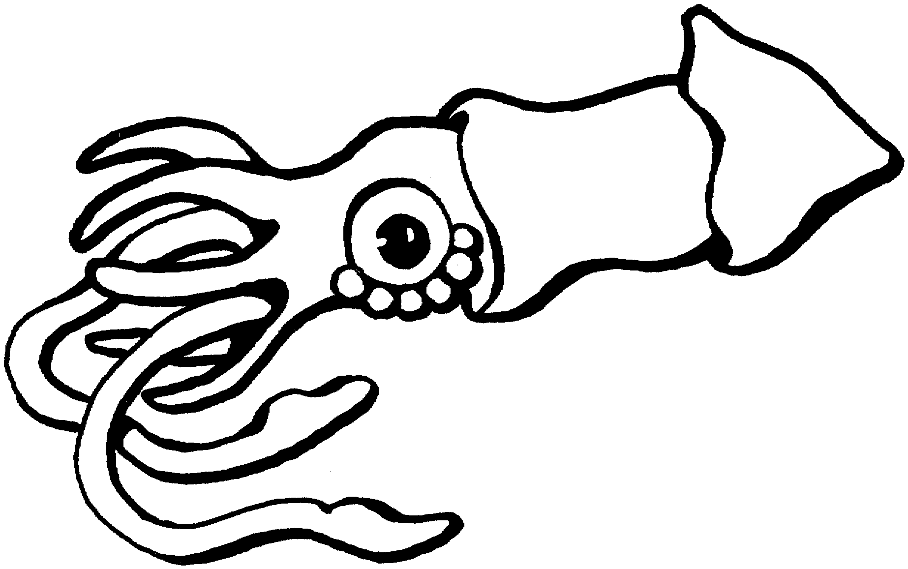Squid Png Image Clipart