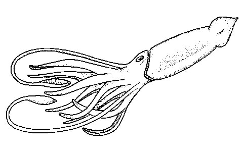 Squid Calamari Png Images Clipart