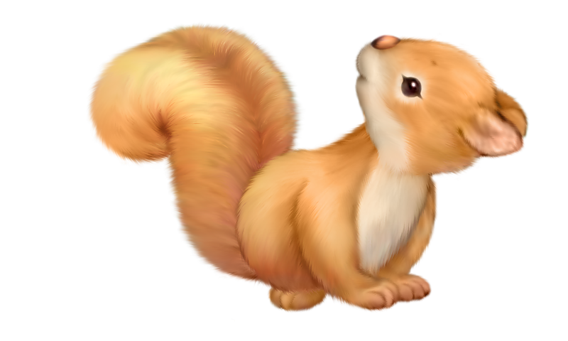 Squirrel Png Image Clipart