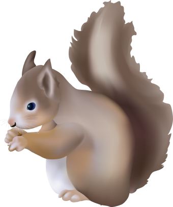 Squirrel 8 Download Png Clipart