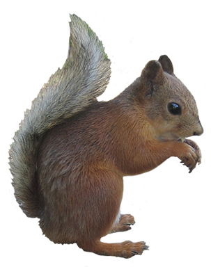 Squirrel With Nuts Images Image Free Download Clipart