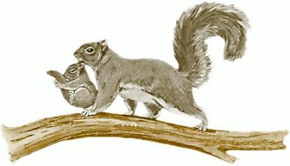 Squirrel Vector Images Clipart Clipart