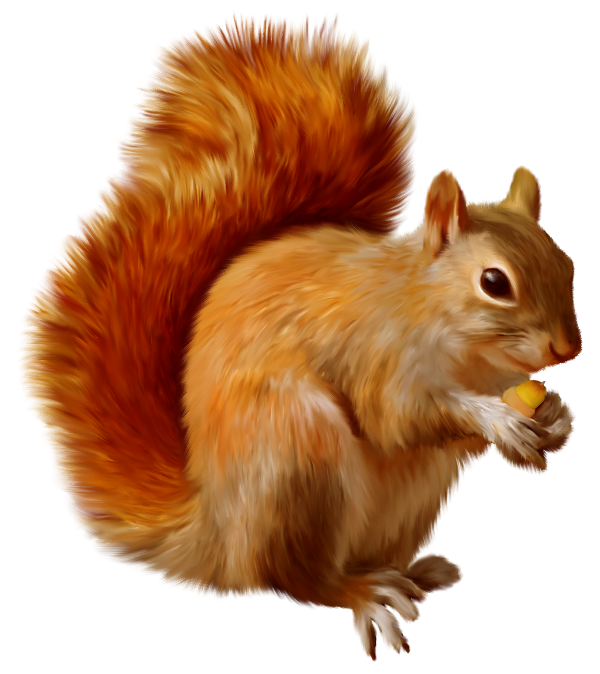Squirrel Download Free Image Clipart