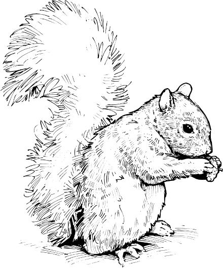 Free Squirrel Image Transparent Image Clipart