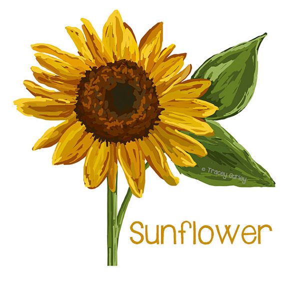 Sunflowers Images Dromgbk Top Hd Photo Clipart