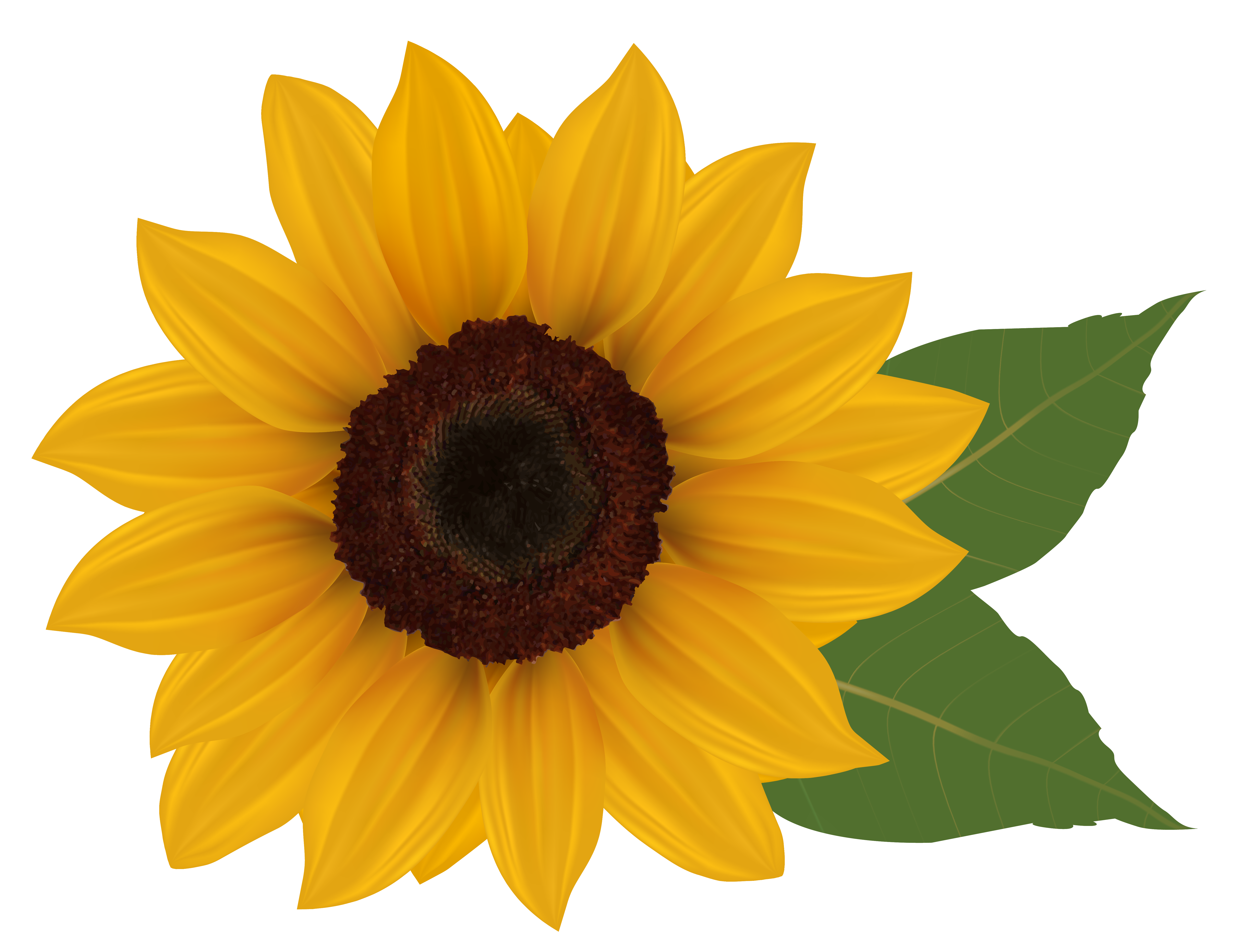 Sunflower Picture Download Png Clipart