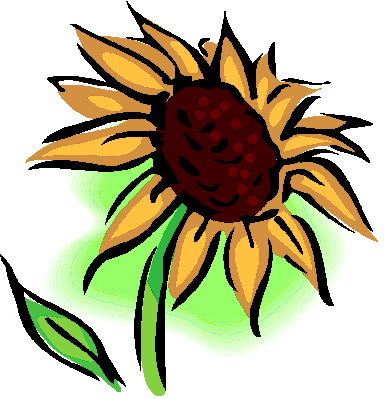 Sunflower 7 Com Hd Image Clipart