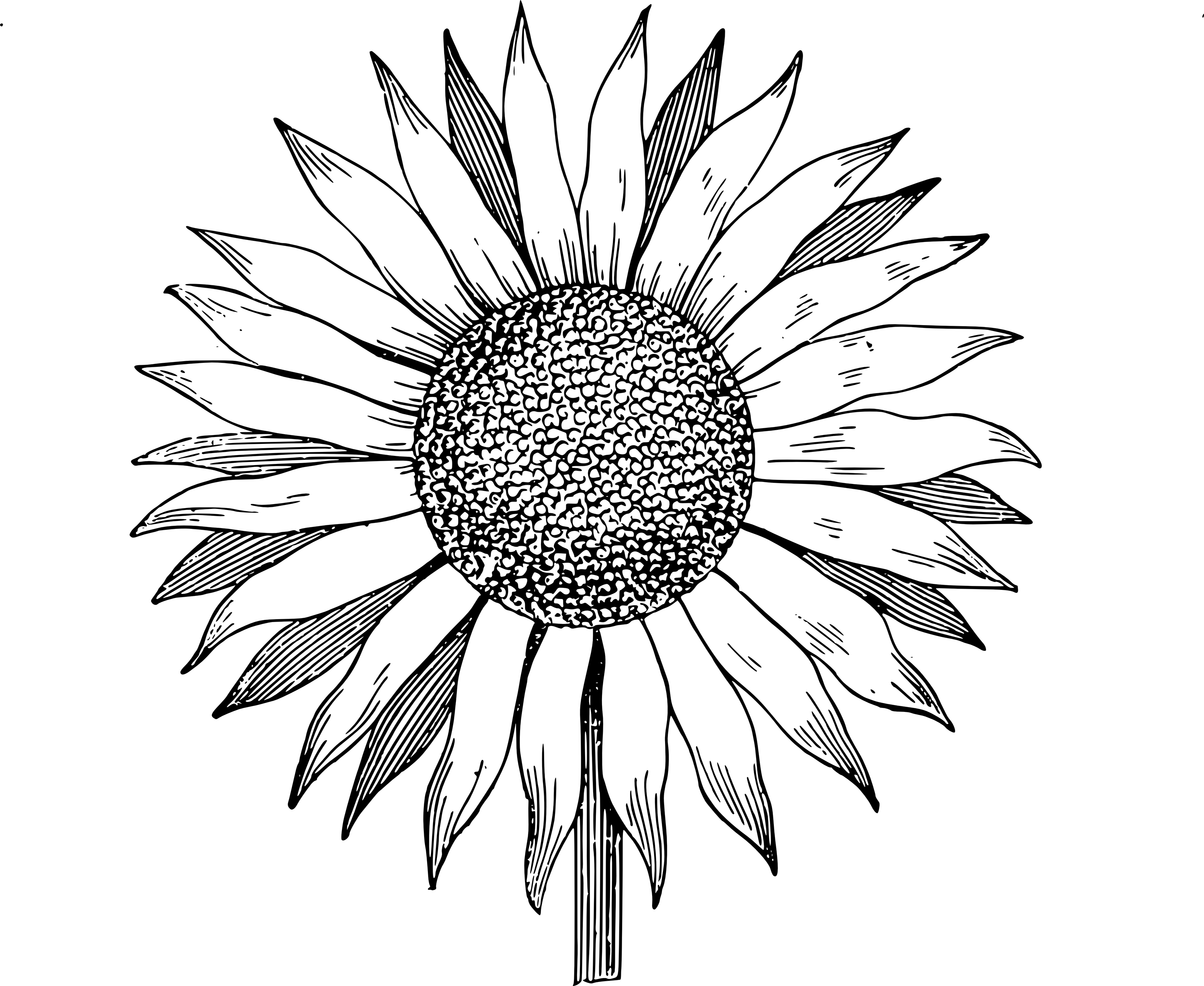 Free Sunflowers Dromgal Top Free Download Png Clipart