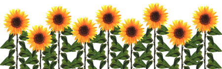 Sunflowers Free Download Png Clipart