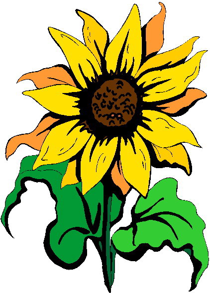 Free Sunflowers Dromgai Top Png Images Clipart