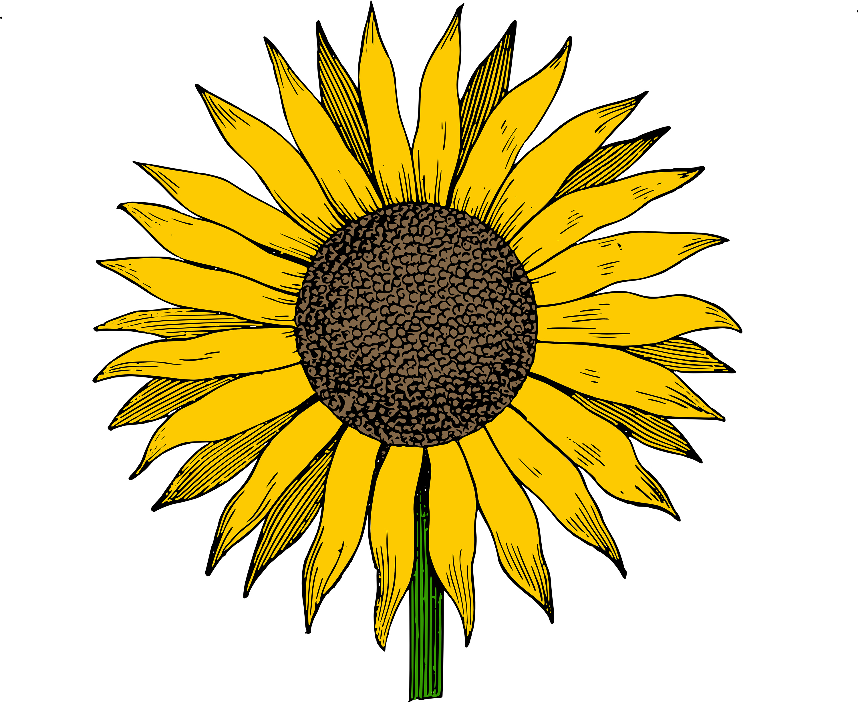 Sunflower For You Hd Photo Clipart