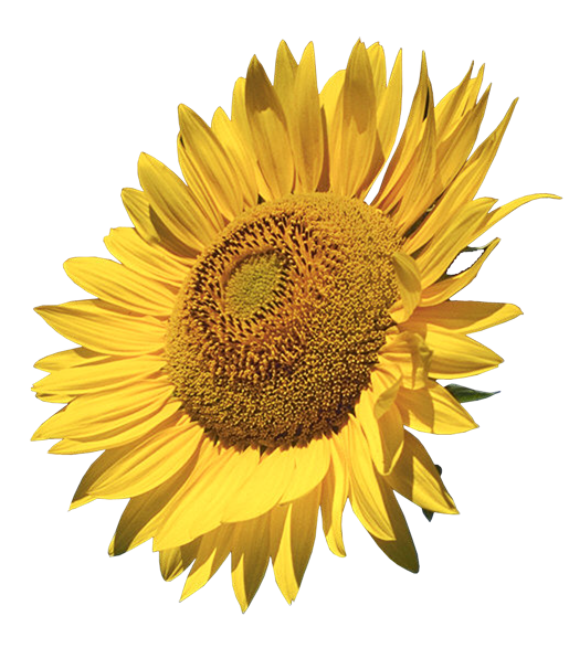 Sunflower Png Images Clipart