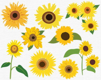 Sunflower Images 2 Hd Photo Clipart