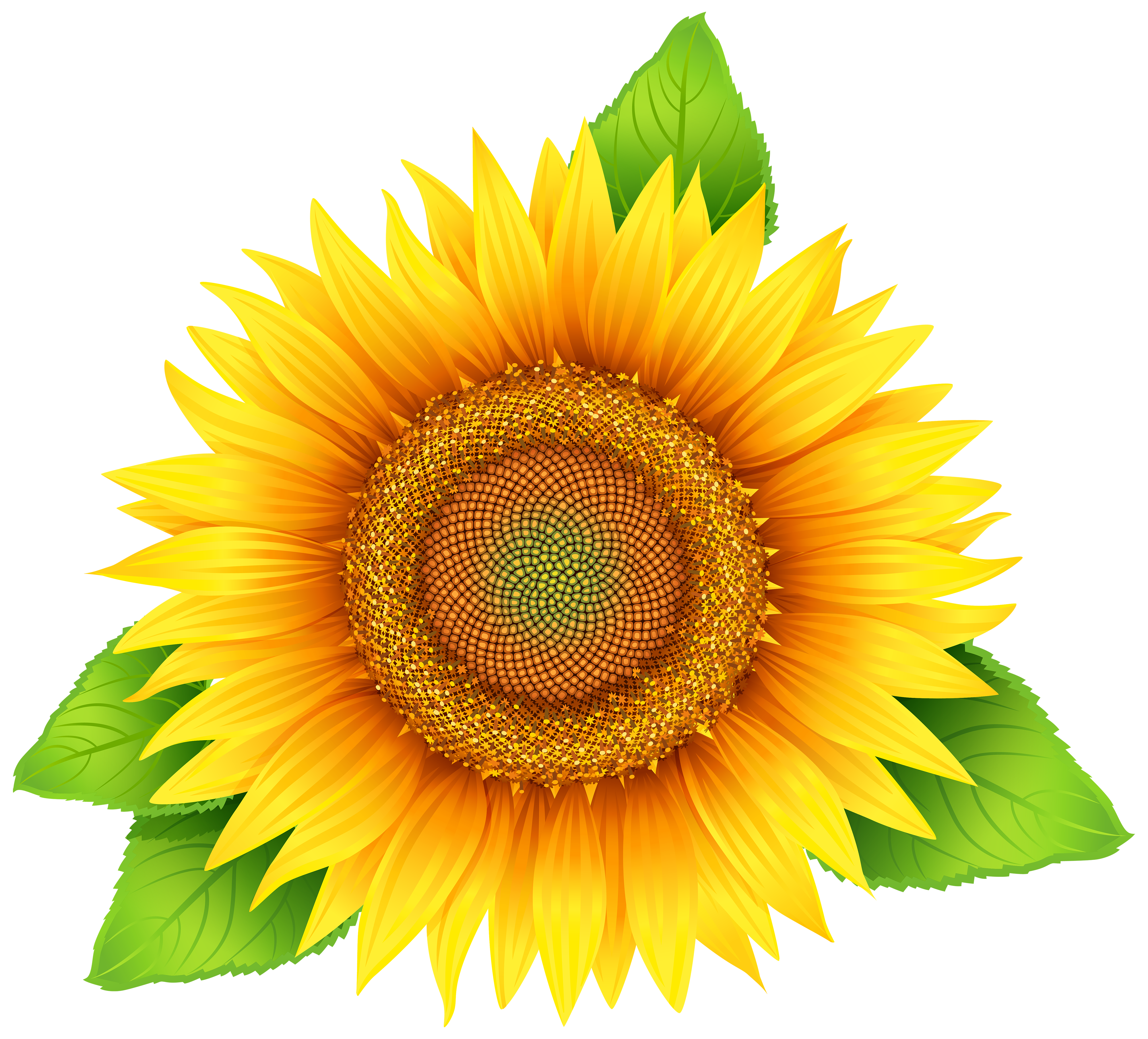 Sunflower At Vector Hd Image Clipart