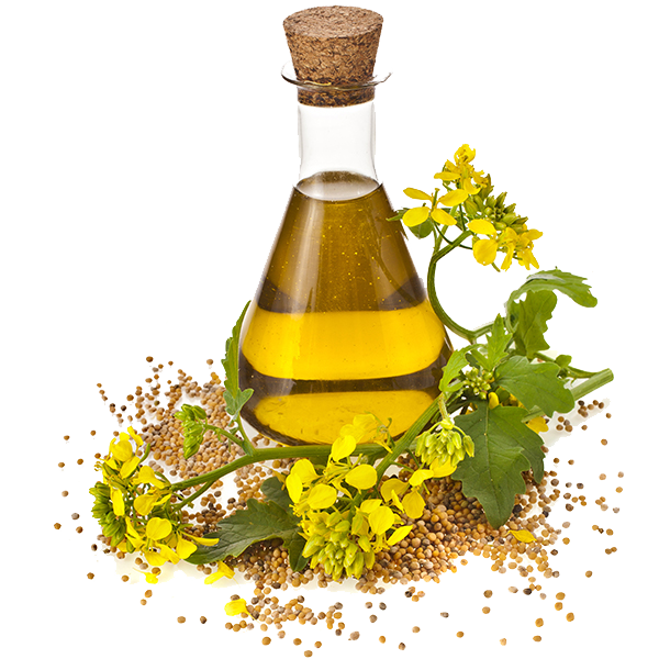 Oil Sunflower Canola Cooking Seed Rapeseed Oils Clipart