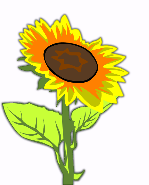 Sunflower Microsoft Png Image Clipart