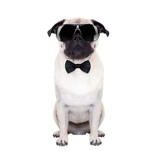 Wearing Sunglasses Photography Dog Puggle Puppy Stock Clipart