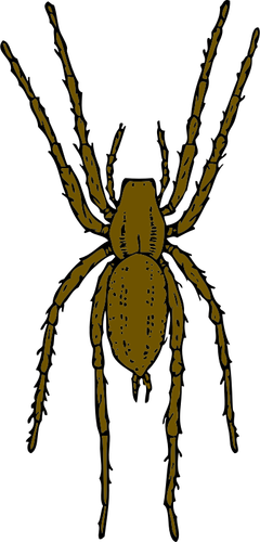 Of Brown Spider Clipart