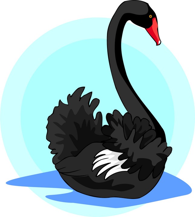 Black Swan Hd Photo Clipart