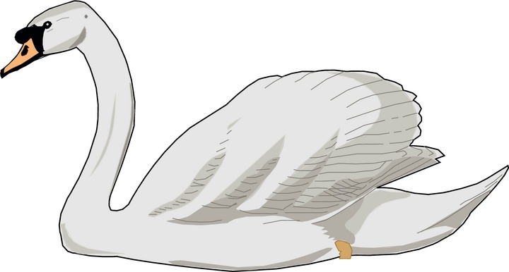 Swan Png Image Clipart