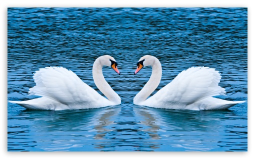 Two Swan Wallpaper Transparent Image Clipart