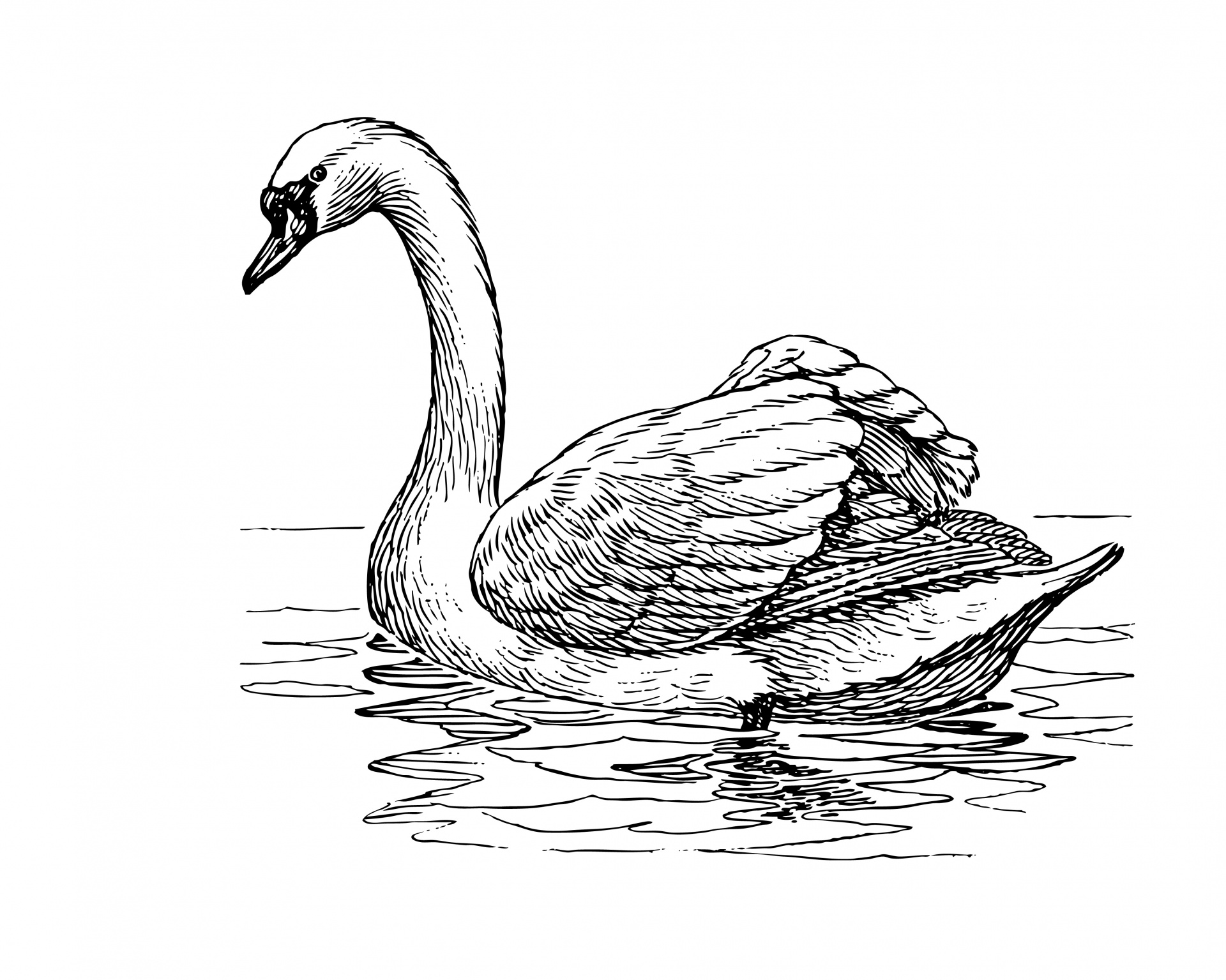 Swan Illustration Pictures Png Image Clipart