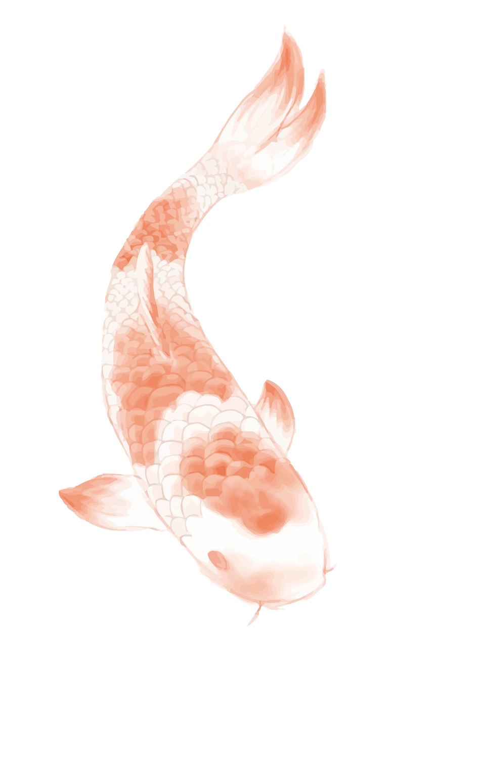 Butterfly Koi Chinese Tattoo Carp Wind Clipart
