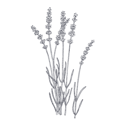 Plant Icons Lavender Illustration Computer Botanical Drawing Clipart