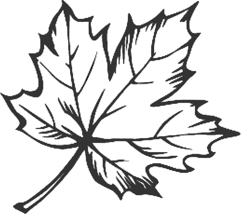 Tattoo Leaf Drawing Maple Sugar HQ Image Free PNG Clipart