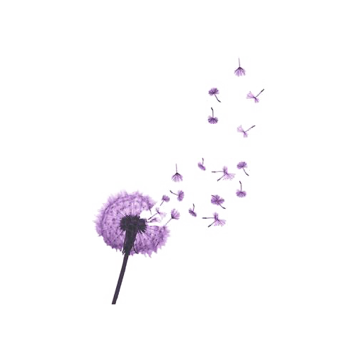 Purple Dandelion Download Free Image Clipart
