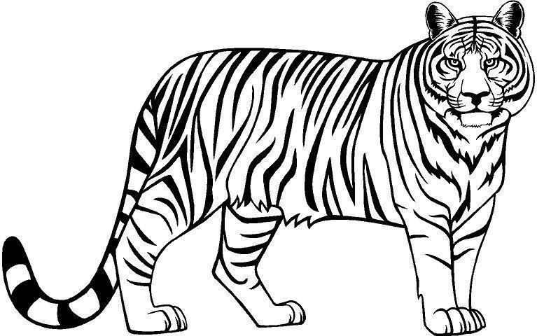 Tiger Images Download Black And White Clipart