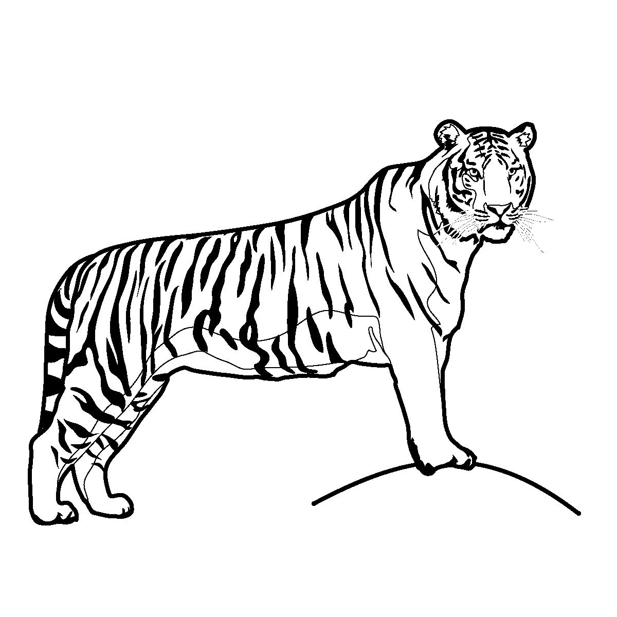 Image Of Tiger Black And White Clipart
