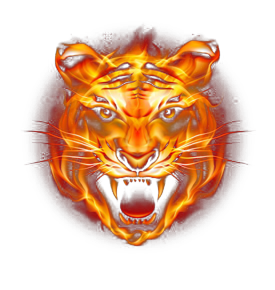 Tiger Fire Fierce PNG Download Free Clipart