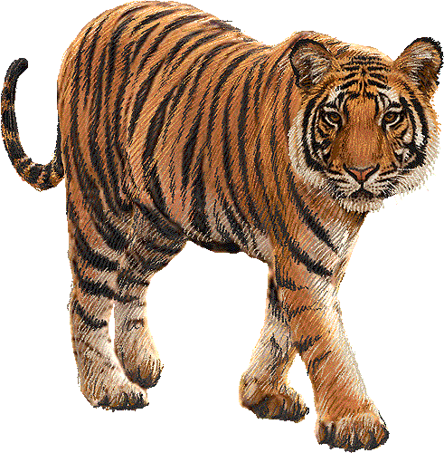 Top Tiger Image Png Images Clipart