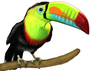 Cartoon Toucan Pictures Download Png Clipart