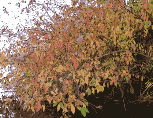 Bush In Autumn Clipart