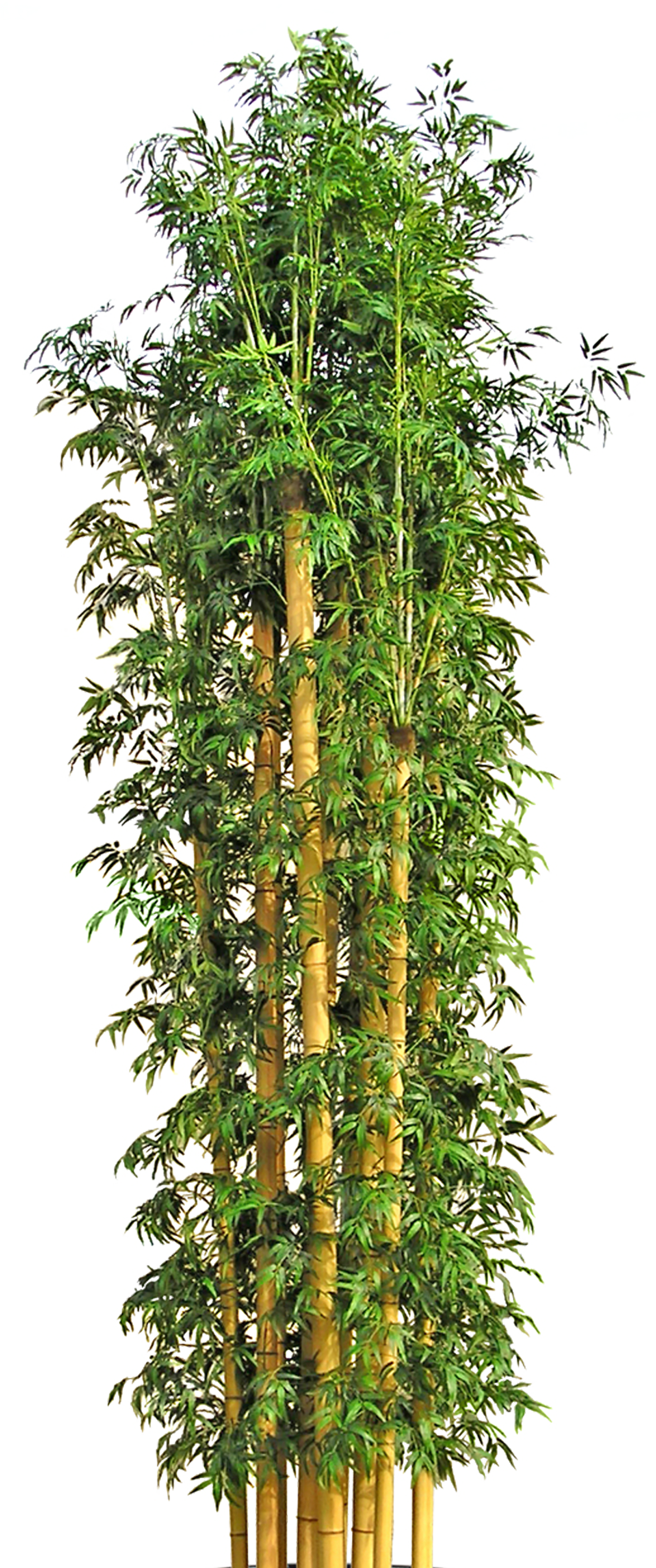 Bamboo Flowerpot Tree HD Image Free PNG Clipart