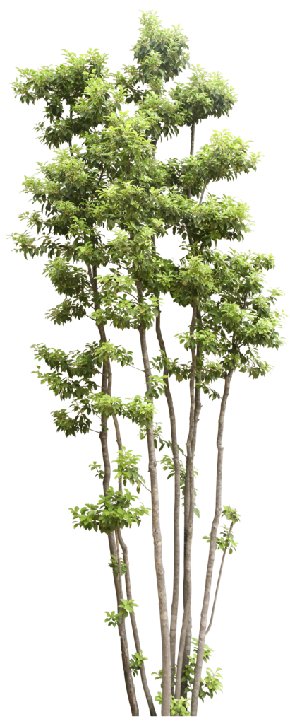And Shrub Tree Trees Translucency Transparency Clipart