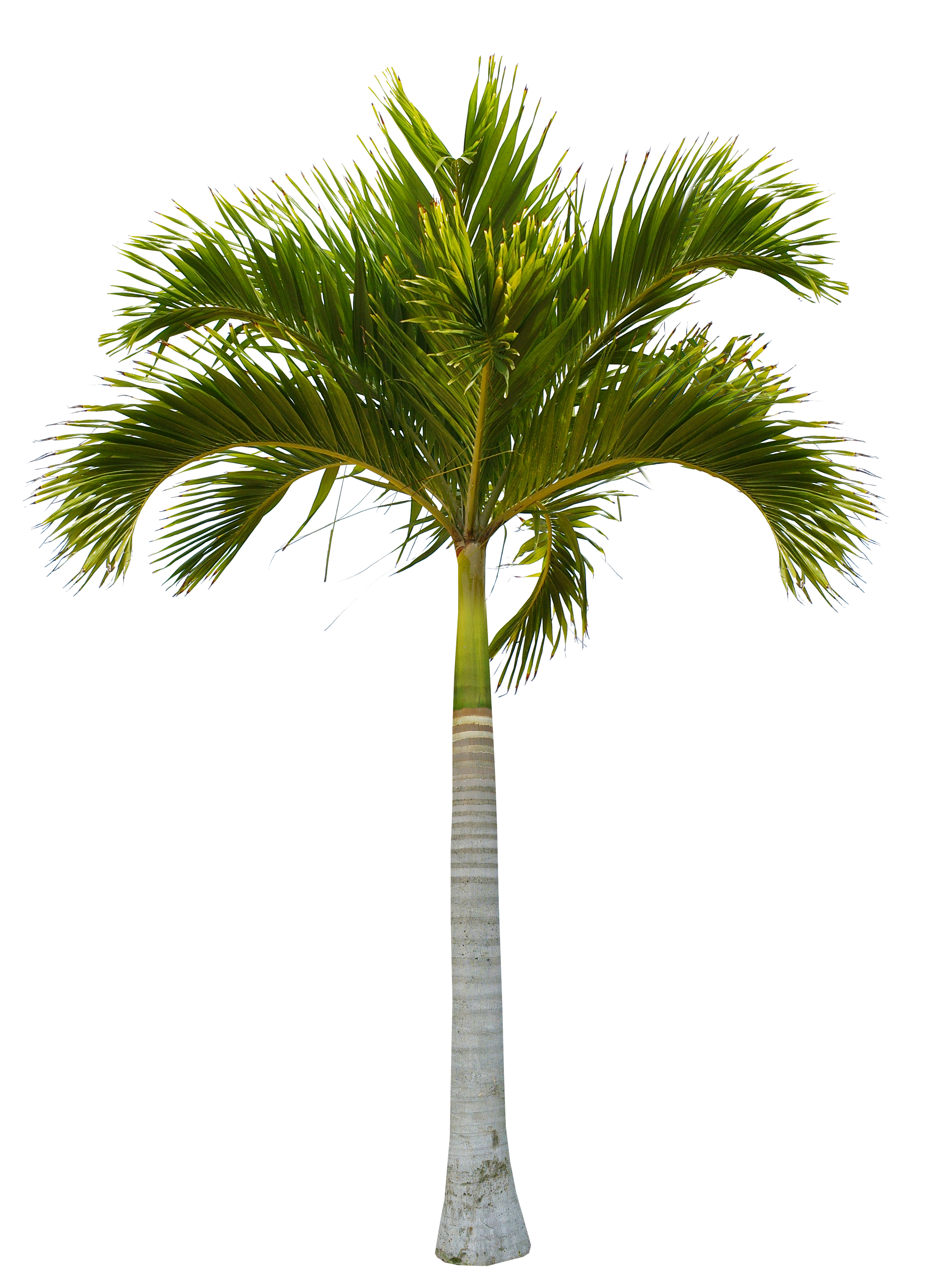 Beautiful Green Coconut Tree Trees Free HQ Image Clipart