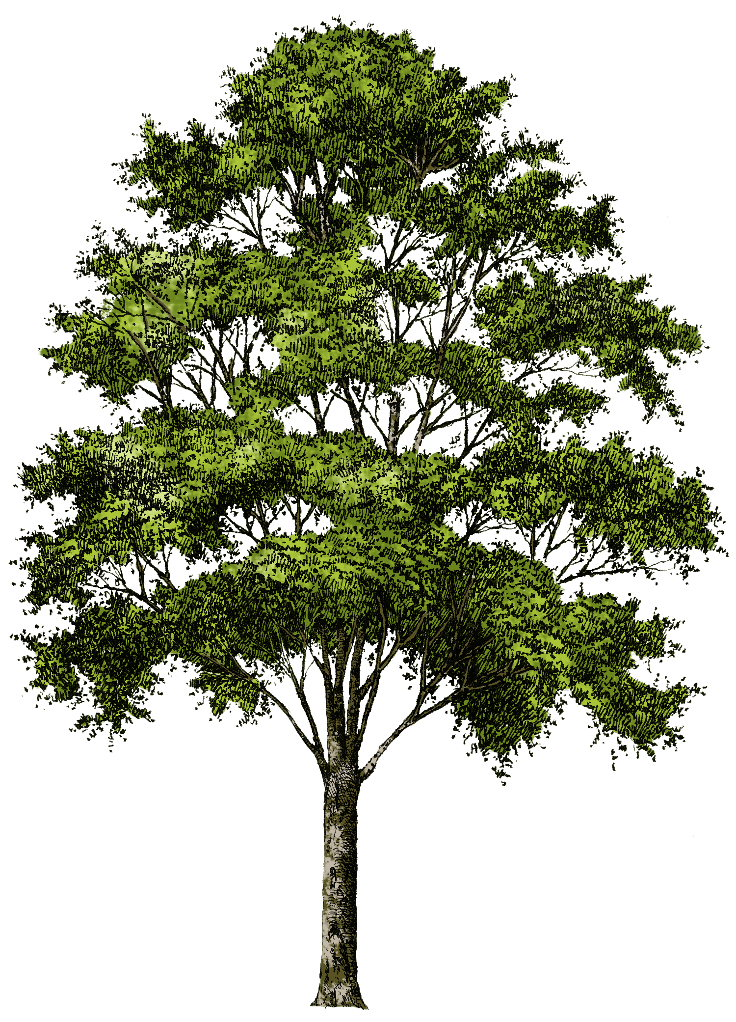 Picture Tree Download HD PNG Clipart