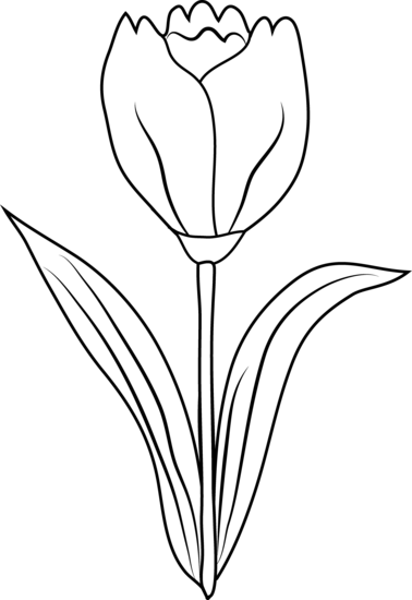 Tulip Flower Coloring Page Png Image Clipart