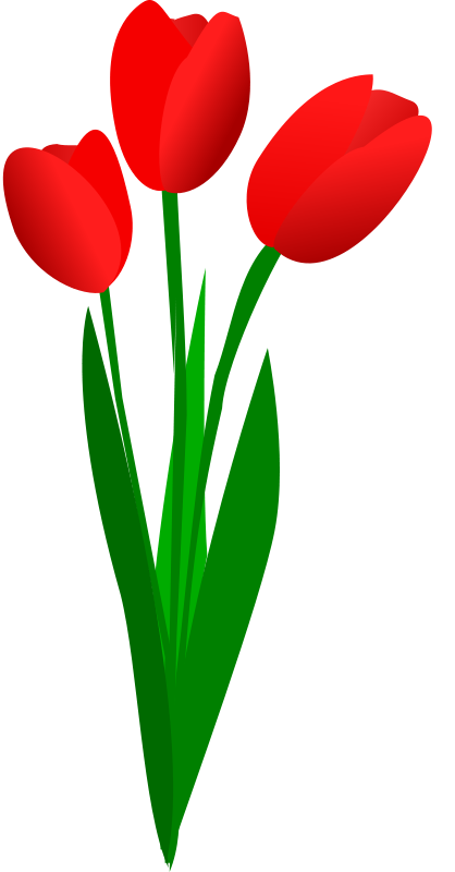 Tulip Flower Images Free Download Clipart
