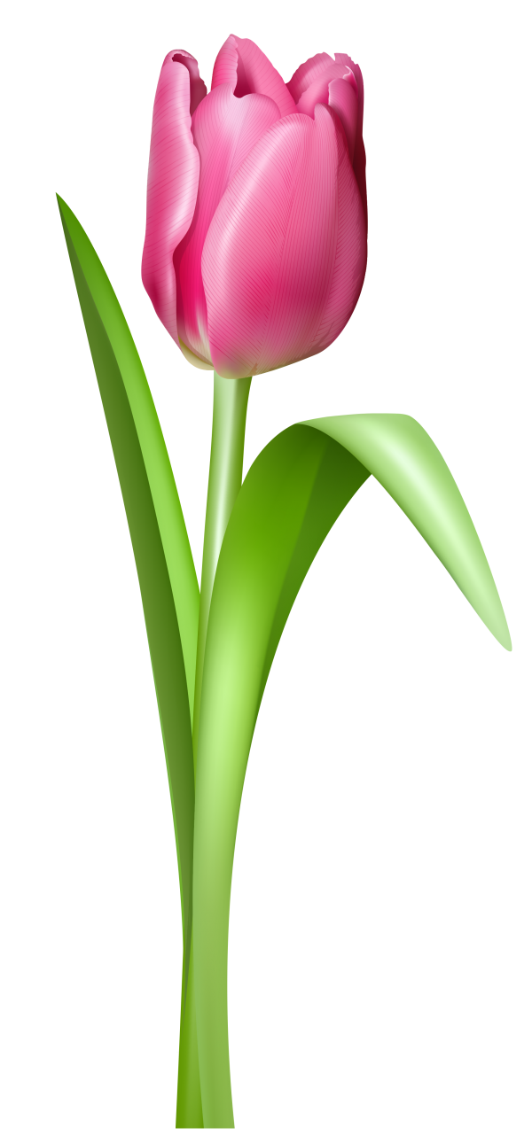Tulip 2 Image Free Download Png Clipart