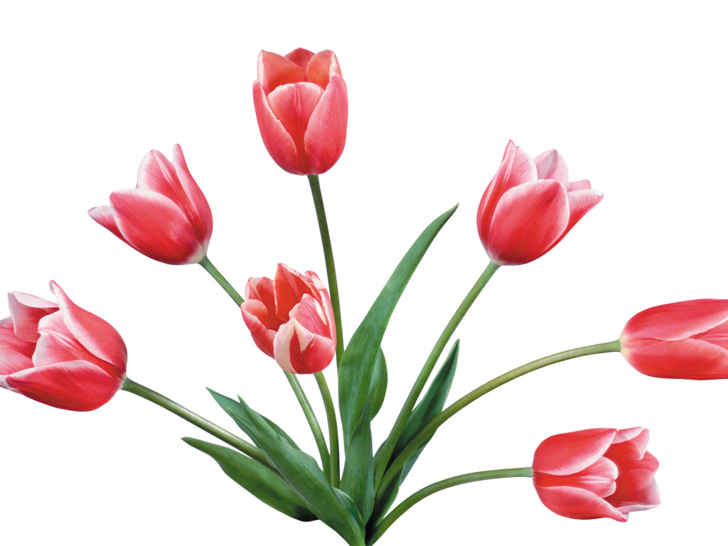 Image Of Tulip Download On Png Image Clipart