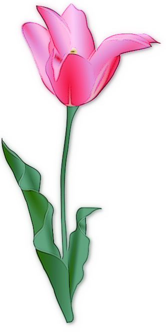 Free Tulip Flower Images And Png Image Clipart
