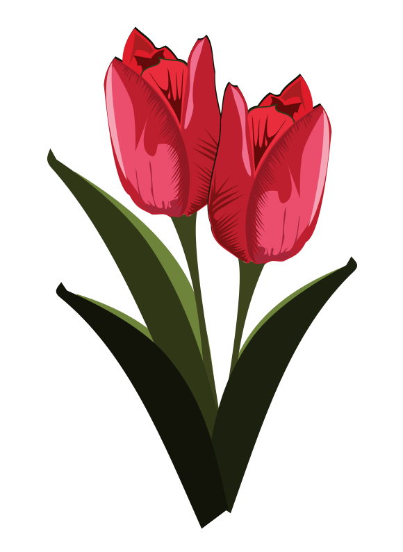 Tulip To Use Transparent Image Clipart