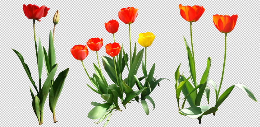 Tulip Transparent Image Clipart