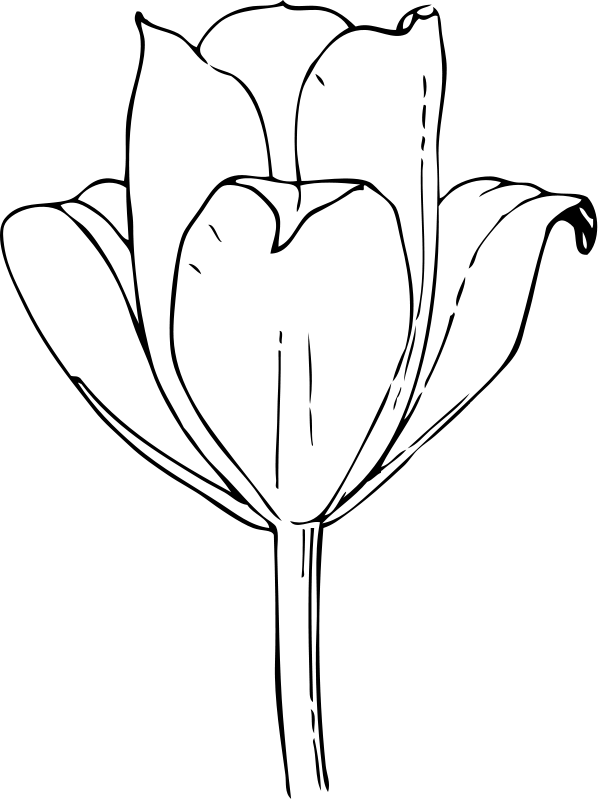 Tulip Flower Pictures Org Hd Photo Clipart