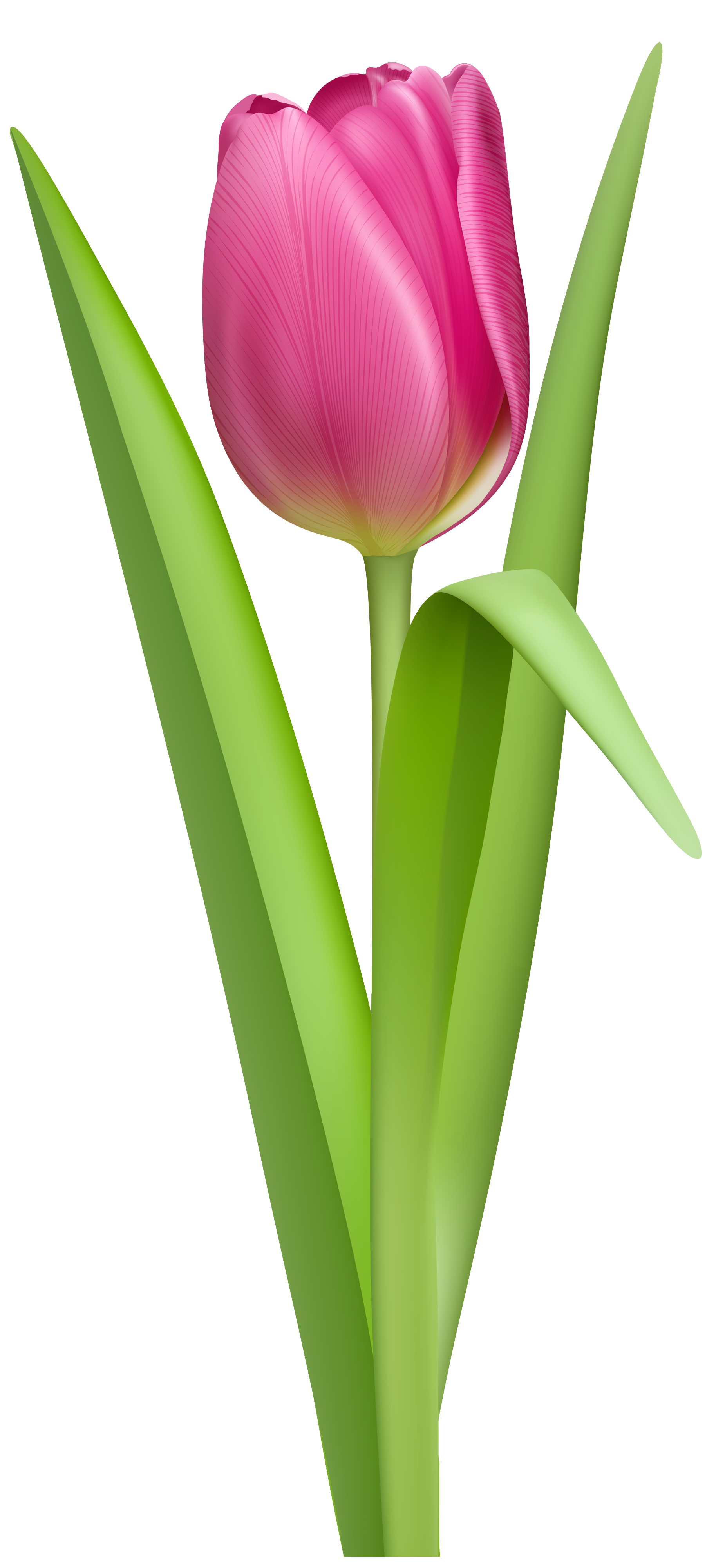 Pink Tulip Download Hd Image Clipart
